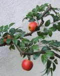 Zweige: Apfelbaum (mit Frchten)