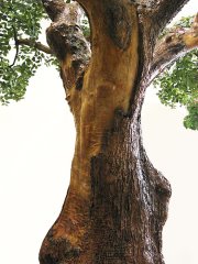 Liebevoll gestalteter, knstlicher Olivenbaumstamm (Detail)