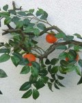 Zweige: Orangenbaum